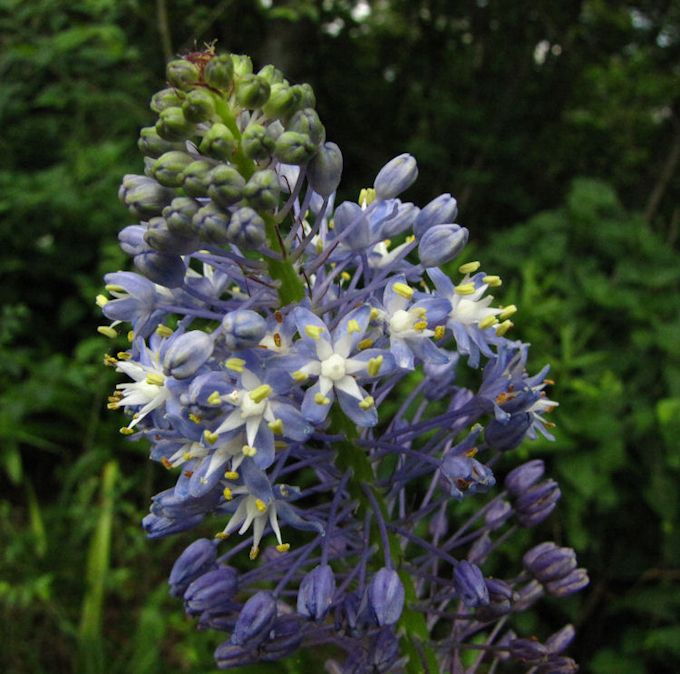 Merwilla